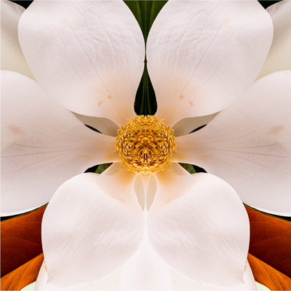 Gently Surreal Magnolia #1