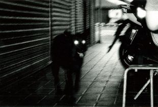 狗(dog)