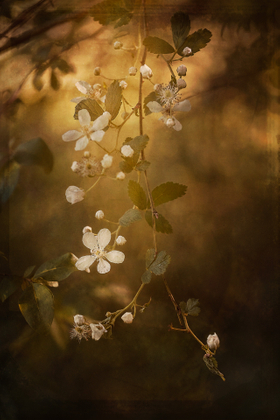 Blackberry Blossoms