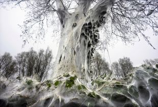 Ghost tree