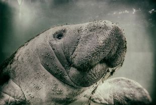 West Indies Manatee Calf Portrait