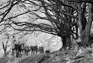 Horses and mules still ply a southern section of the road leading towards Burma from Heshun, an old village close to Tengchong, passing under a stand of old banyan trees © Michael Freeman