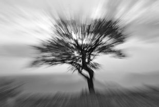 Tree 1