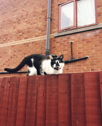 Mancunian Cat