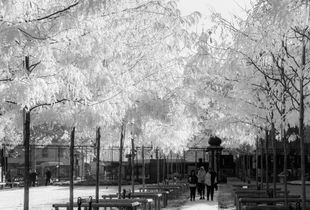 Dazzling Leaves