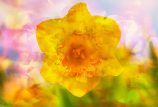 Daffodil Trumpets