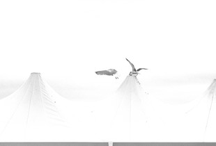 Livorno: Seagulls from the Pancaldi bathhouse