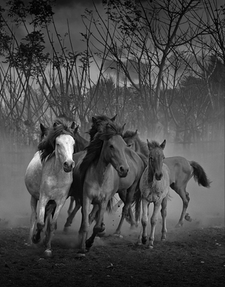 The Horse