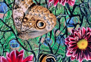 © Jennifer Formica, Peacock Nymphalidae, 2010