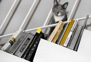 The cultured cat.