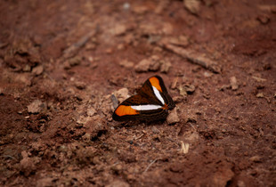 Footprints Nº1
