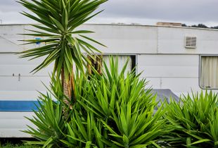 camping flora 1
