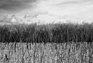 THE FIELD