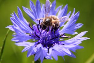 Bee on Bachelor Button - LaRochelle France