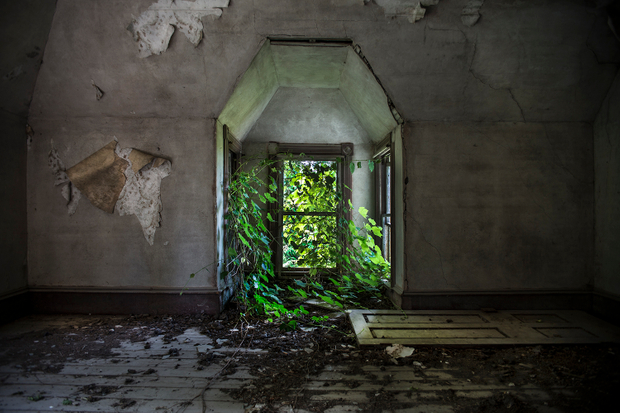 Window Vines