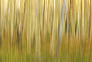 Aspen Trees, Late Summer