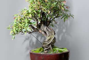 Bonsai (Mainseries)