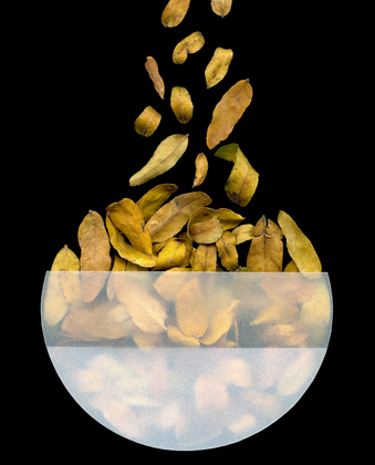 Leaf Study 062