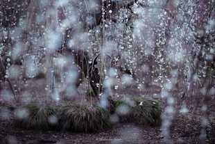 Rain of weeping plum