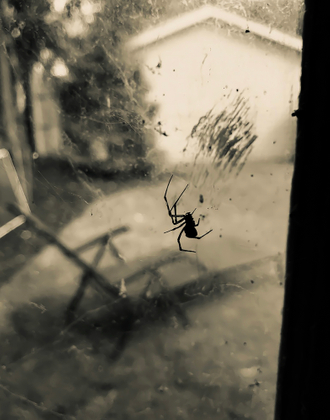 1. Garage Spider