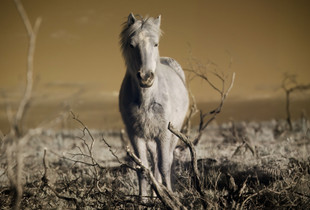 untitled 1