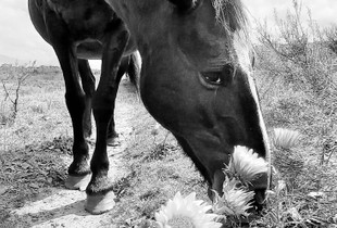 ALPHA MARE