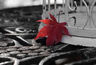 Red Leaf