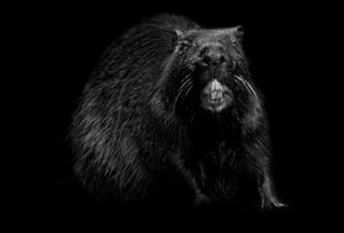 Animal (183),  2010