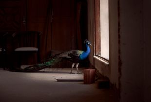 The Peacock in the Room