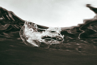 Pelagia noctiluca
