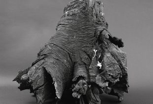 Elephant Foot