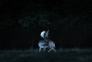 Patronus