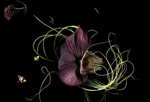 Black Flower