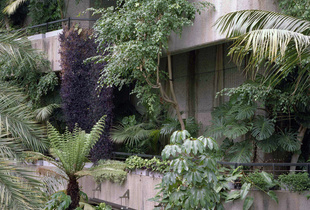 Barbican Conservatory