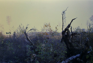 HARZ III