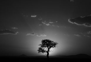 "Agaç" © Kamau Akabueze