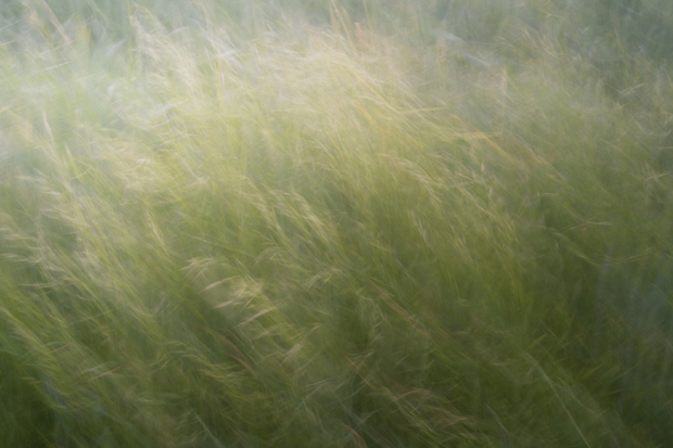 Ethereal Grasses