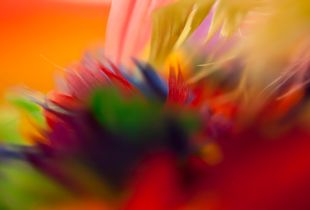 Feathered Flurry