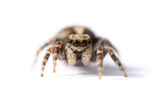 Araignée sauteuse, saltique