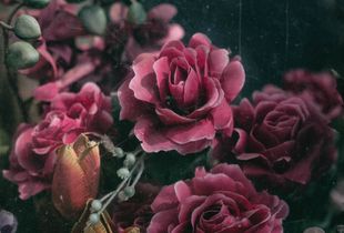The Dead Souls, a Russian still life.