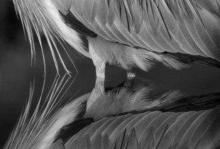 Heron Symmetry