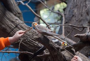 Cockatiels; Woodland Park Zoo, Seattle