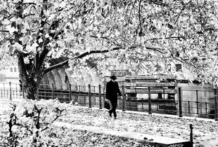 Walk in the park