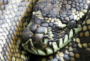 SACRED SNAKE