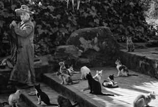Cat Lady, Chella
