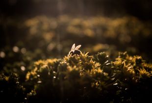 Una abeja haciendo de las suyas