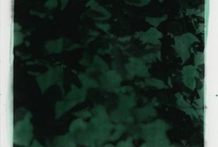 Ivy, Ebers Road (Green)