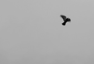 solitary sublimation