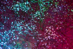 Cranberry Blossoms