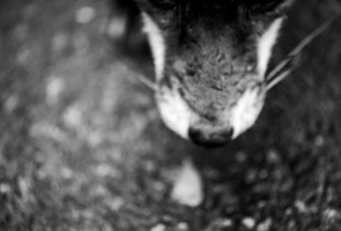 The Phantom of the Fox